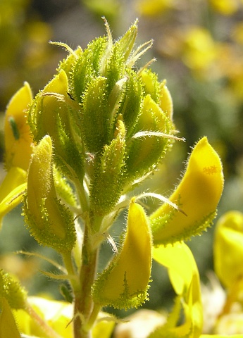 Flores de Adenocarpus viscosus