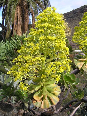 Aeonium arboreum ssp. arboreum (Aeonium manriqueorum)