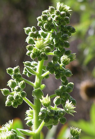 Aeonium canariense ssp. canariense