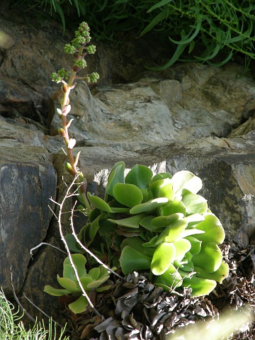 Aeonium canariense ssp. virgineum (Aeonium virgineum)