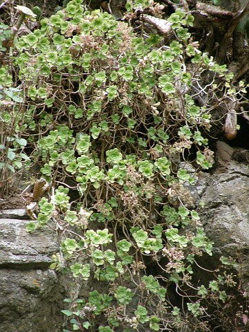 Aeonium goochiae