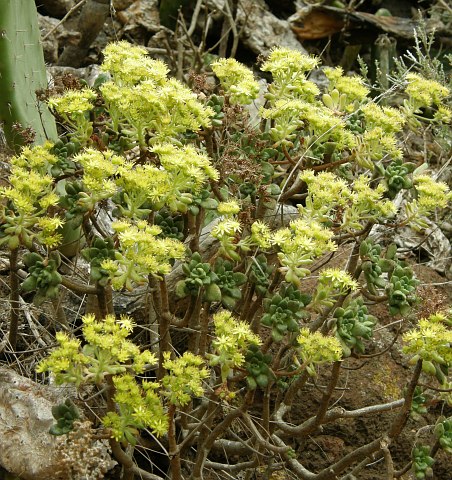 Aeonium lindleyi ssp. lindleyi