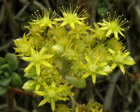 Aeonium lindleyi ssp.lindleyi