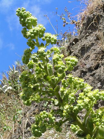 Aeonium canariense ssp. christii (Aeonium palmense)