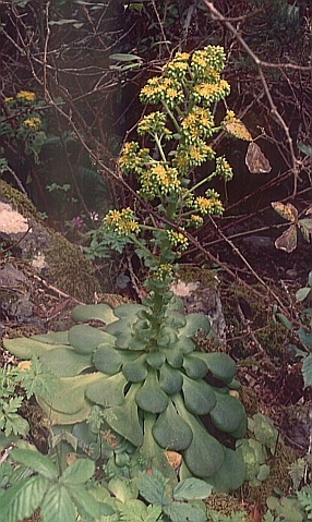 Aeonium canariense ssp. latifolium (Aeonium subplanum)