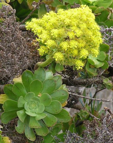 Aeonium arboreum ssp. holochrysum (Aeonium vestitum)