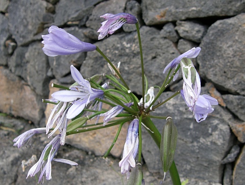 Flores de Agapanthus praecox ssp.orientalis