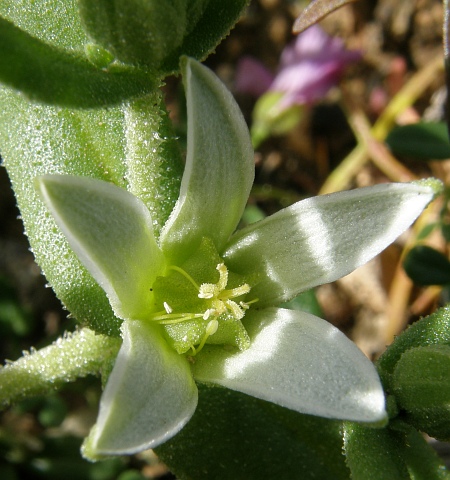 Aizoon hispanicum