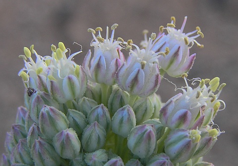 Flores de Allium ampeloprasum