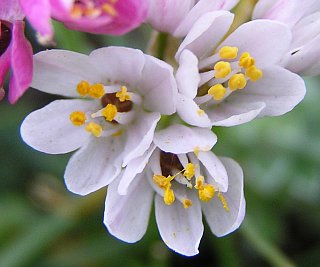 Flores de Allium roseum