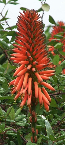 Inflorescencia de Aloe arborescens