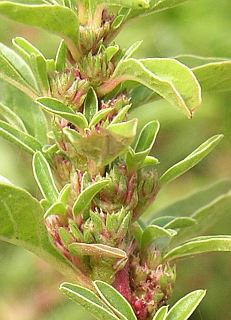 Inflorescencias de Amaranthus blitoides