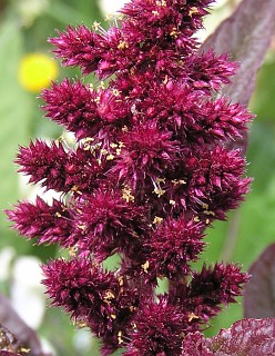 Inflorescencia de Amaranthus cruentus