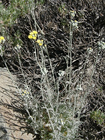 Andryala pinnatifida ssp.teydensis