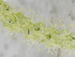 Flores de Anredera cordifolia