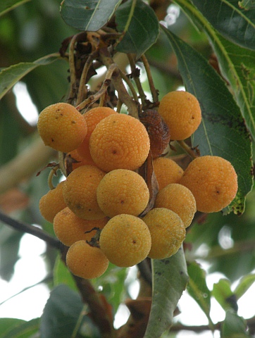 Frutos de
            Arbutus canariensis