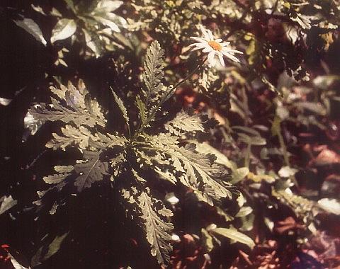 Argyranthemum broussonetii ssp. broussonetii