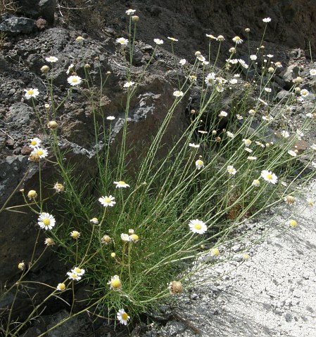 Argyranthemum filifolium