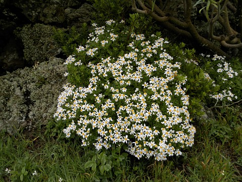 Argyranthemum hierrense