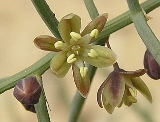 Flor de Asparagus horridus