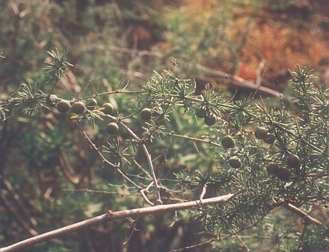 Asparagus nesiotes ssp.purpuriense