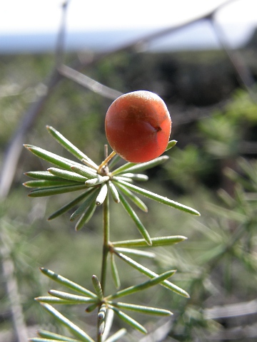 Asparagus nesiotes ssp.purpuriensis