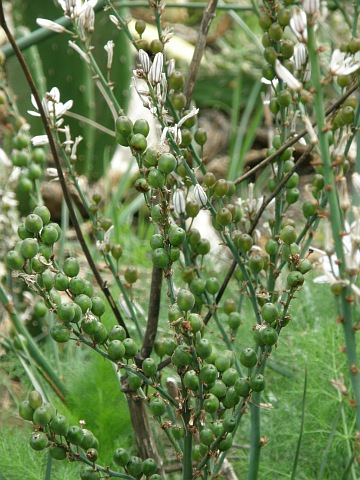 Asphodelus ramosus ssp. distalis