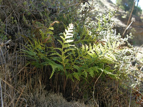 Asplenium obovatum ssp.lanceolatum