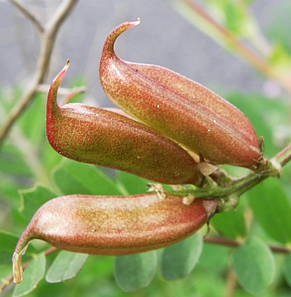 Frutos de Astragalus boeticus