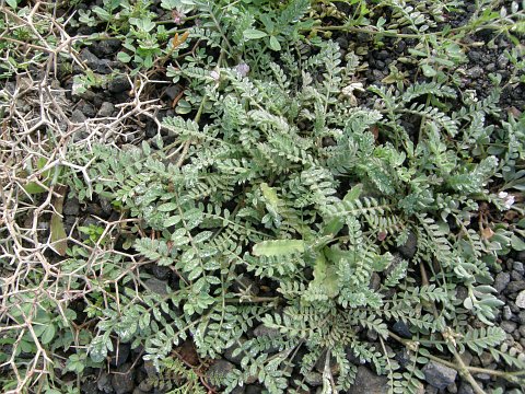 Astragalus sinaicus