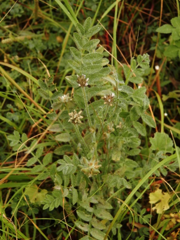 Astragalus stella