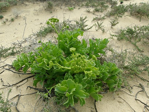 Astydamia latifolia