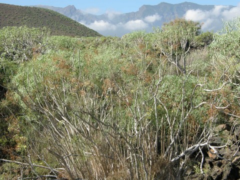 Atalanthus microcarpus