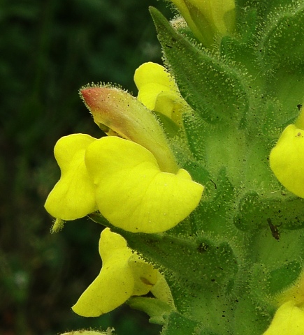 Flor de Bartsia trixago