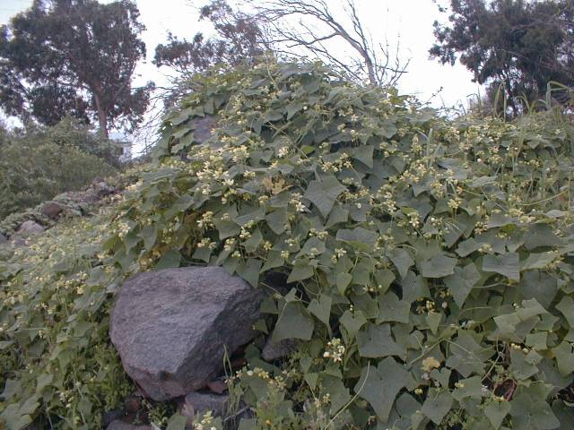 Bryonia verrucosa