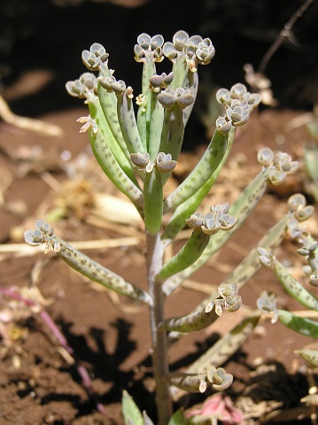 Bryophyllum delagöense