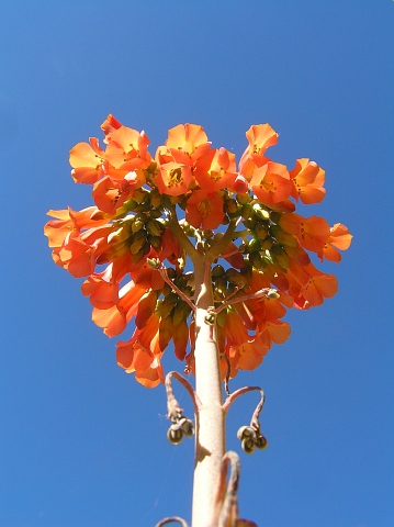 Inflorescencia de Bryophyllum delagöense