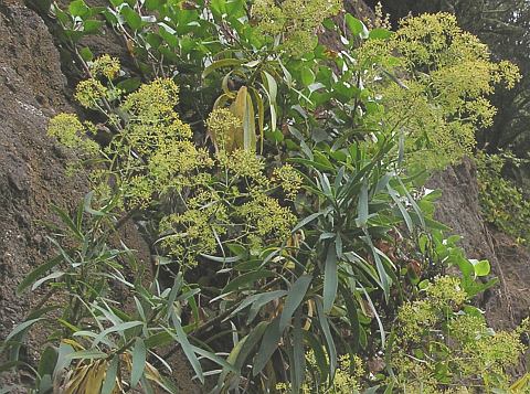 Bupleurum salicifolium