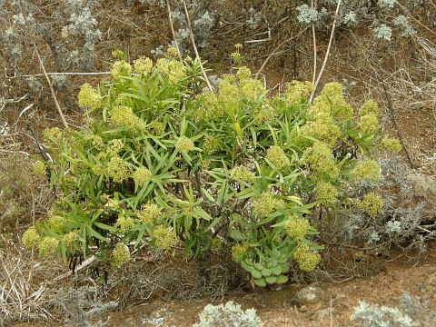 Bupleurum salicifolium ssp. aciphyllum