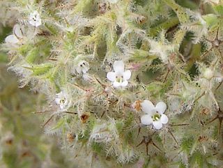 Detalle de las flores de Bystropogon origanifolius var. origanifolius