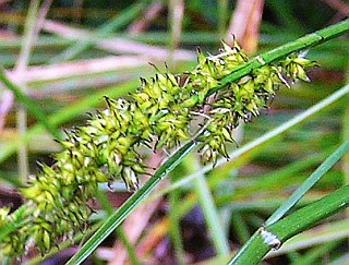 Detalle de la inflorescencia de Carex canariensis