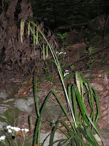 Carex perraudieriana