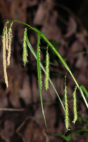 Detalle de la inflorescencia de Carex perraudieriana