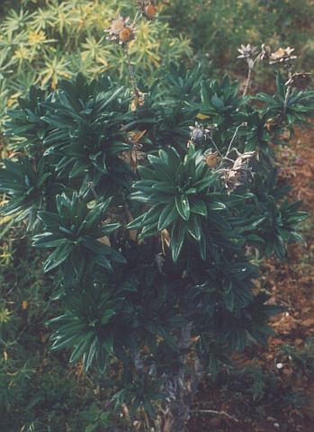 Carlina salicifolia var.inermis
