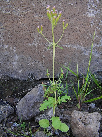 Centranthus
          calcitrapae