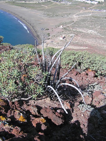 Ceropegia dichotoma ssp. fusca