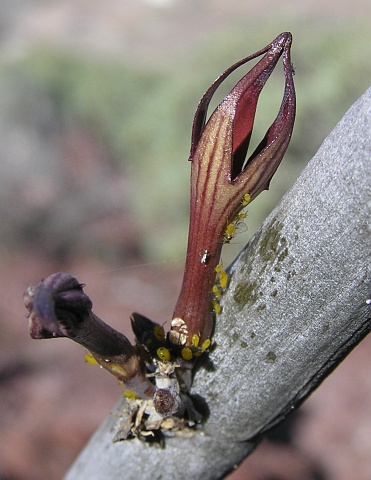 Ceropegia
              dichotoma ssp. fusca