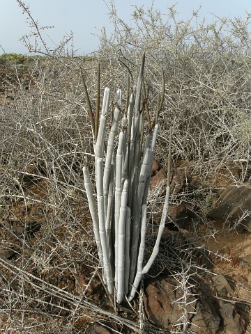 Ceropegia
              dichotoma ssp. fusca
