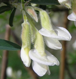 Flores de Chamaecytisus proliferus