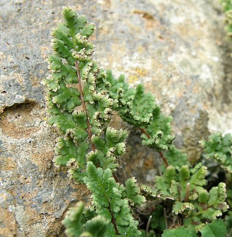 Cheilanthes maderensis